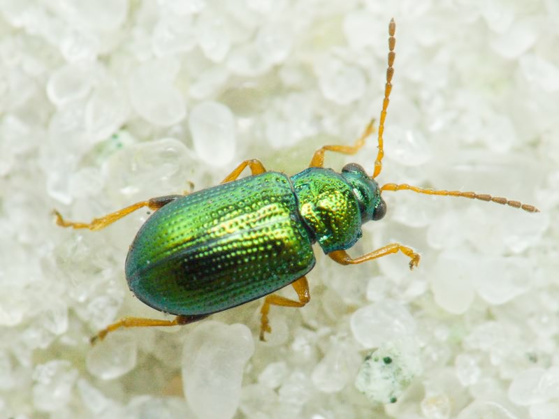 Crepidodera fulvicornis (Fabricius, 1792)